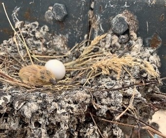 Chick and egg in nest
